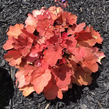 Heuchera