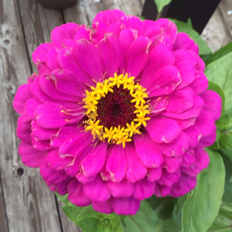 plant image 1678211 plant image 1678211
