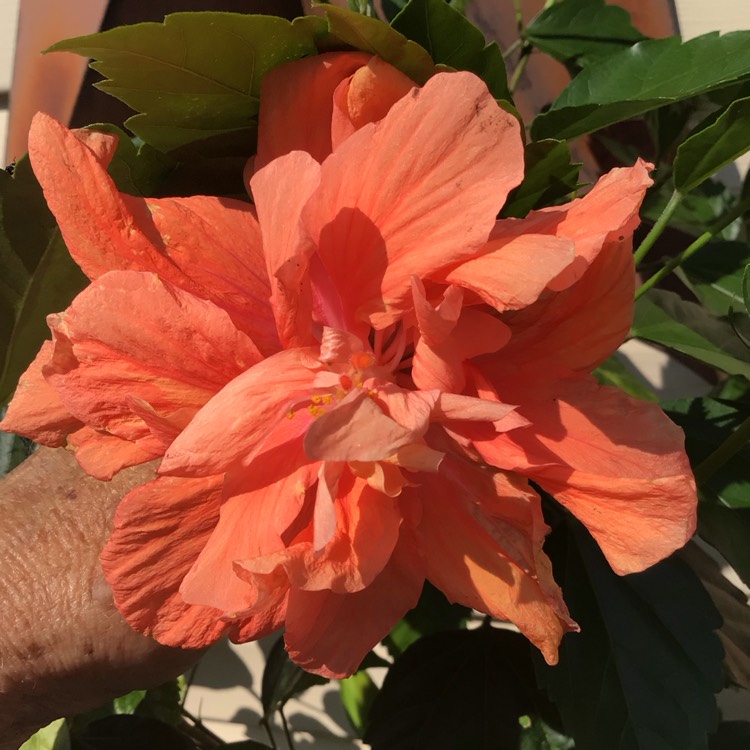 plant image 1678309 plant image 1678309