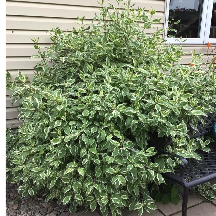 Plant image Cornus Alba 'Bailhalo'