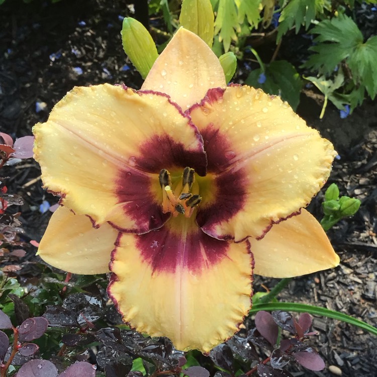 plant image 1678942 plant image 1678942