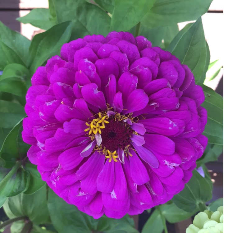 Plant image Zinnia elegans 'Purple Prince'