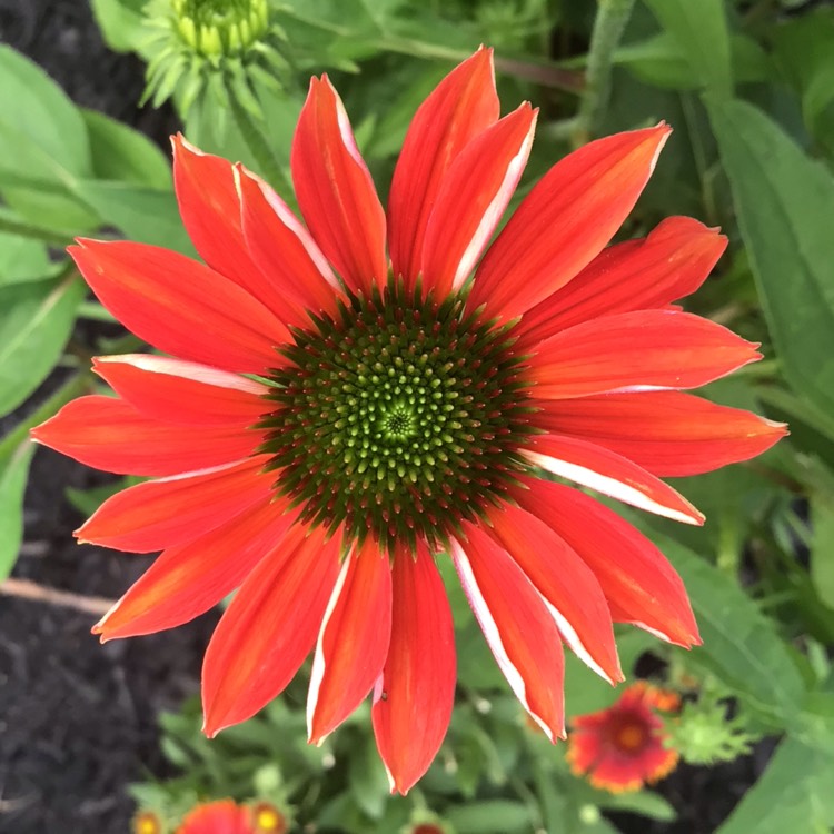 plant image 1679929 plant image 1679929