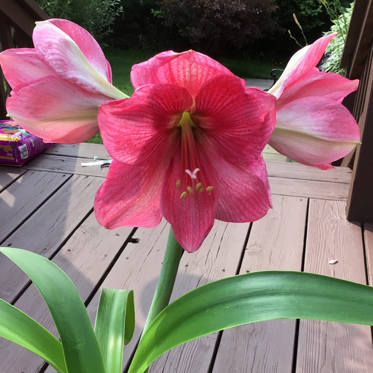 plant image 1680209 plant image 1680209