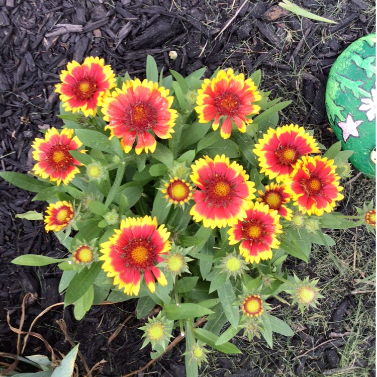 plant image 1680428 plant image 1680428