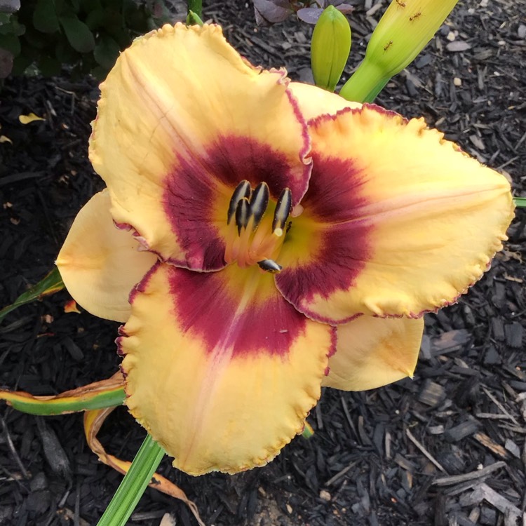plant image 1680694 plant image 1680694