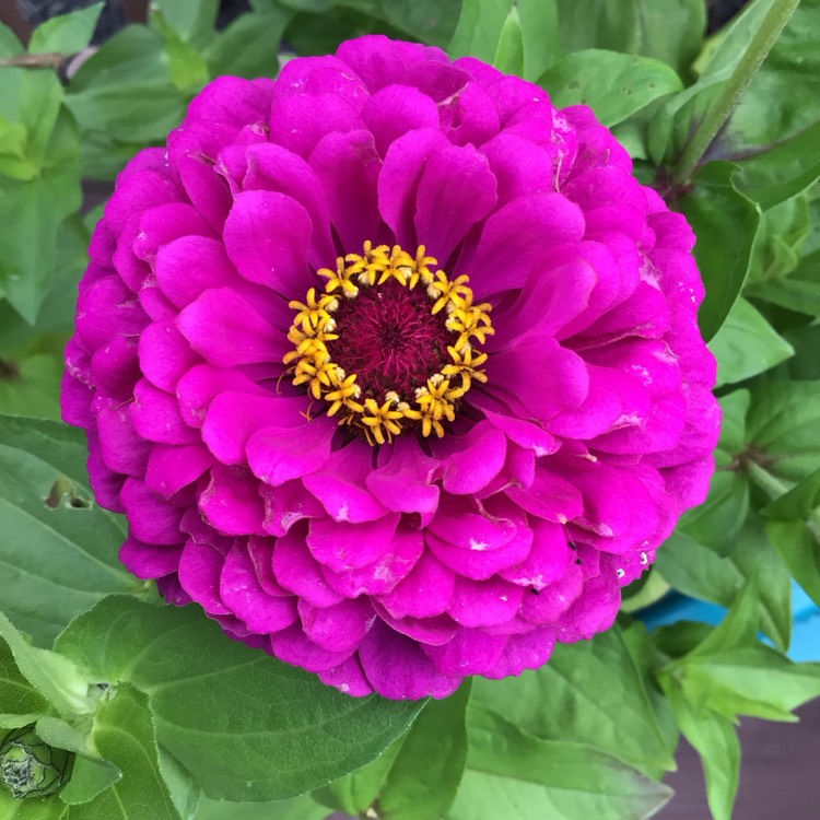 plant image 1680695 plant image 1680695