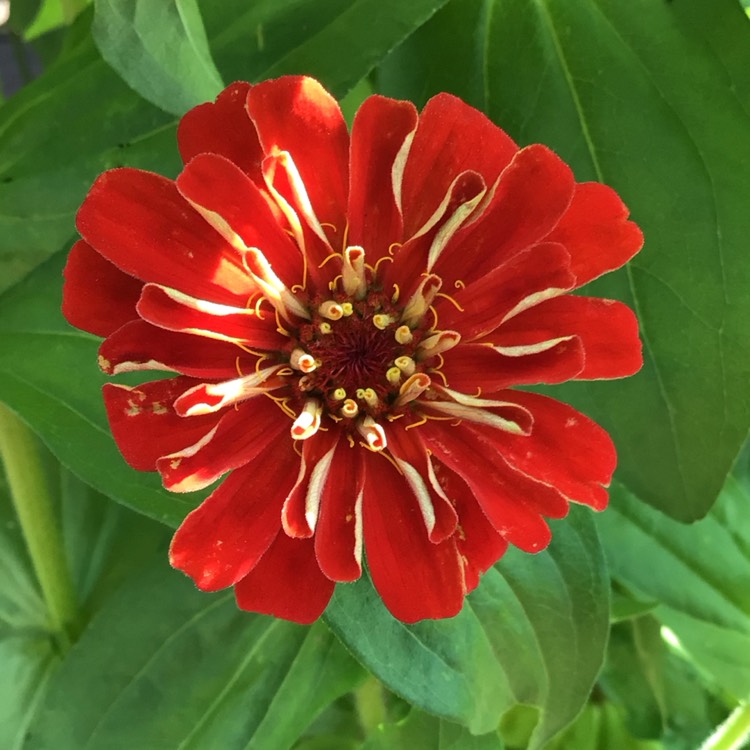 plant image 1681054 plant image 1681054