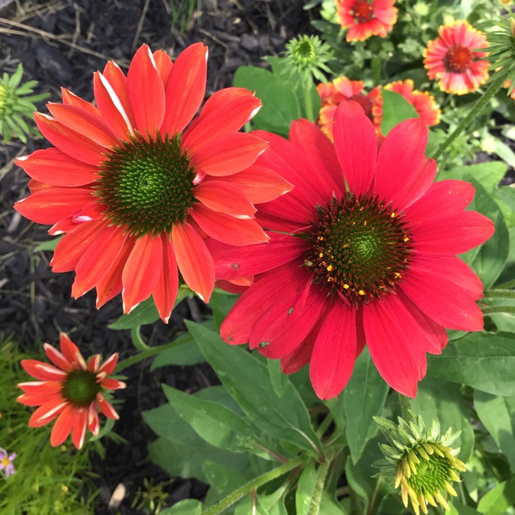 plant image 1681154 plant image 1681154