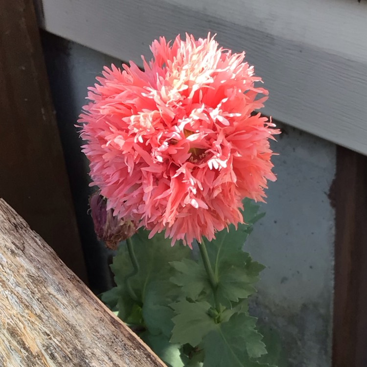 plant image 1681221