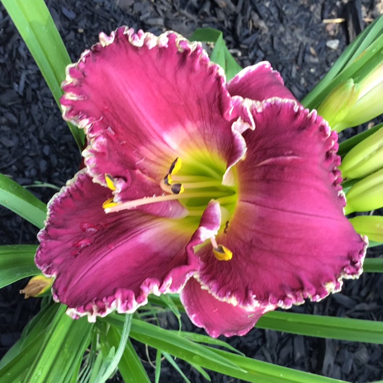 plant image 1681223 plant image 1681223