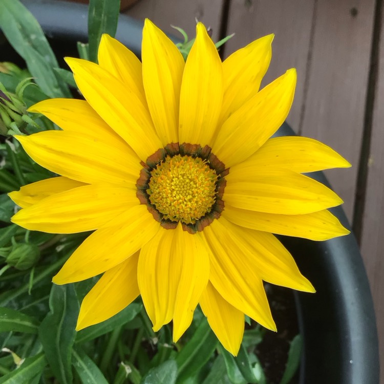 plant image 1681468