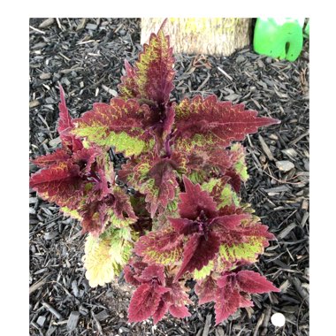 Solenostemon scutellarioides 'Autumn'