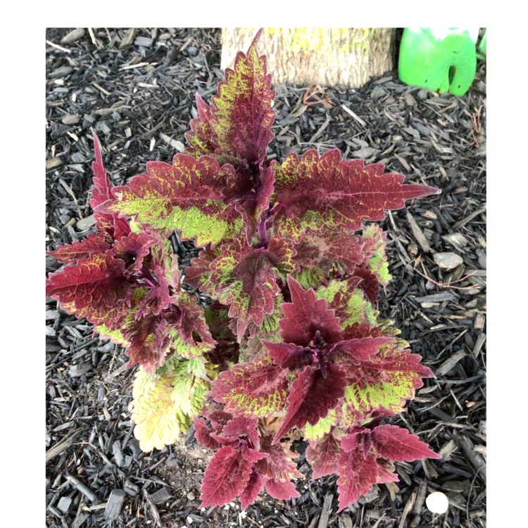 plant image 1681610