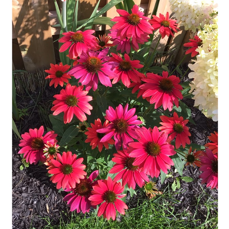 plant image 1682084 plant image 1682084