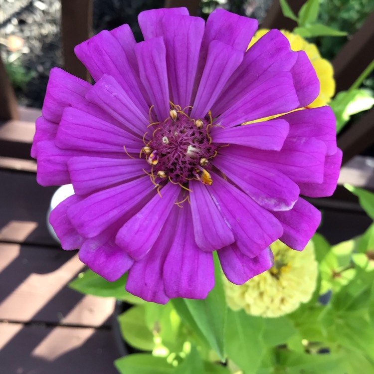 plant image 1682284 plant image 1682284
