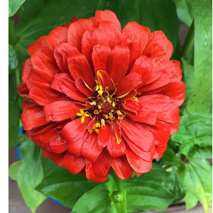 plant image 1682532 plant image 1682532