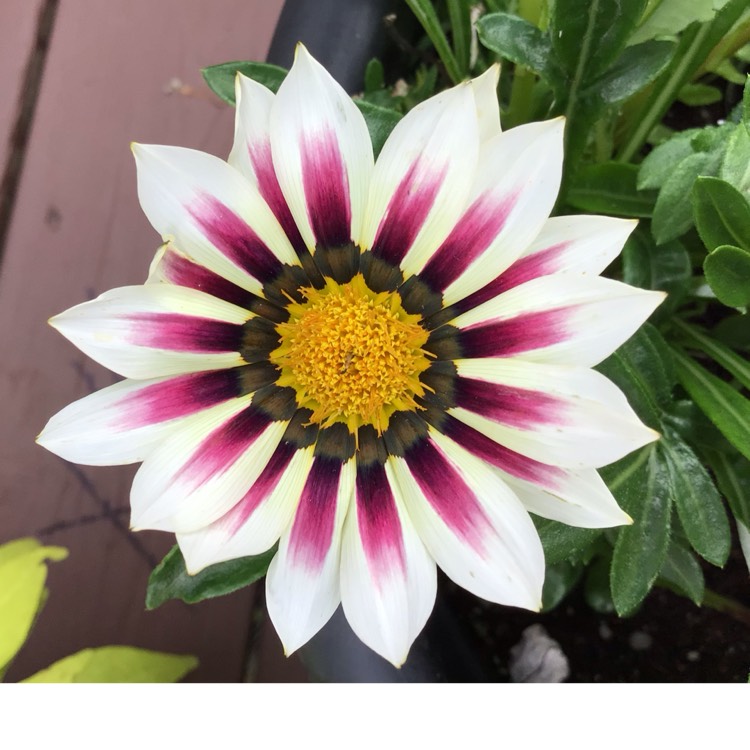 Plant image Gazania 'Tiger Stripes Mixed'