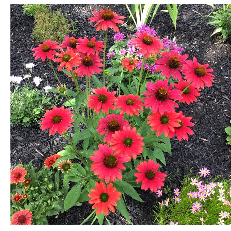 plant image 1683107 plant image 1683107