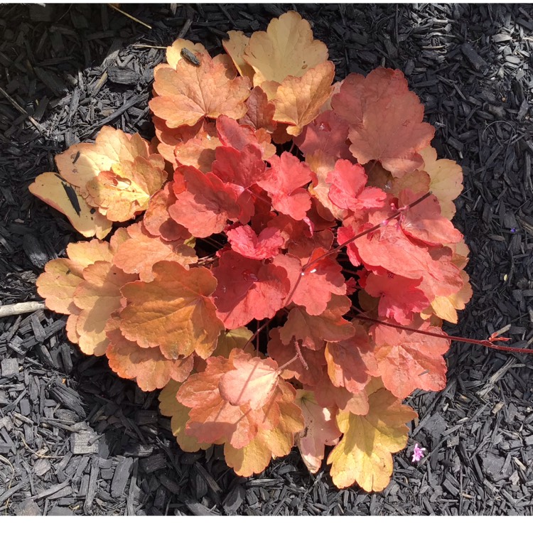 plant image 1683111 plant image 1683111