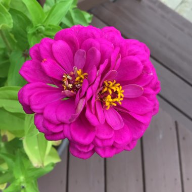 Zinnia elegans 'Purple Prince'
