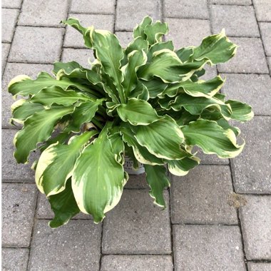Hosta 'Wheee!' (Shadowland Series)