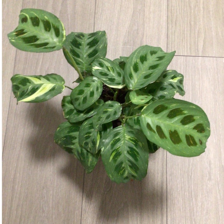plant image 1685189 plant image 1685189