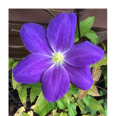 Clematis (Pruning Group 2)