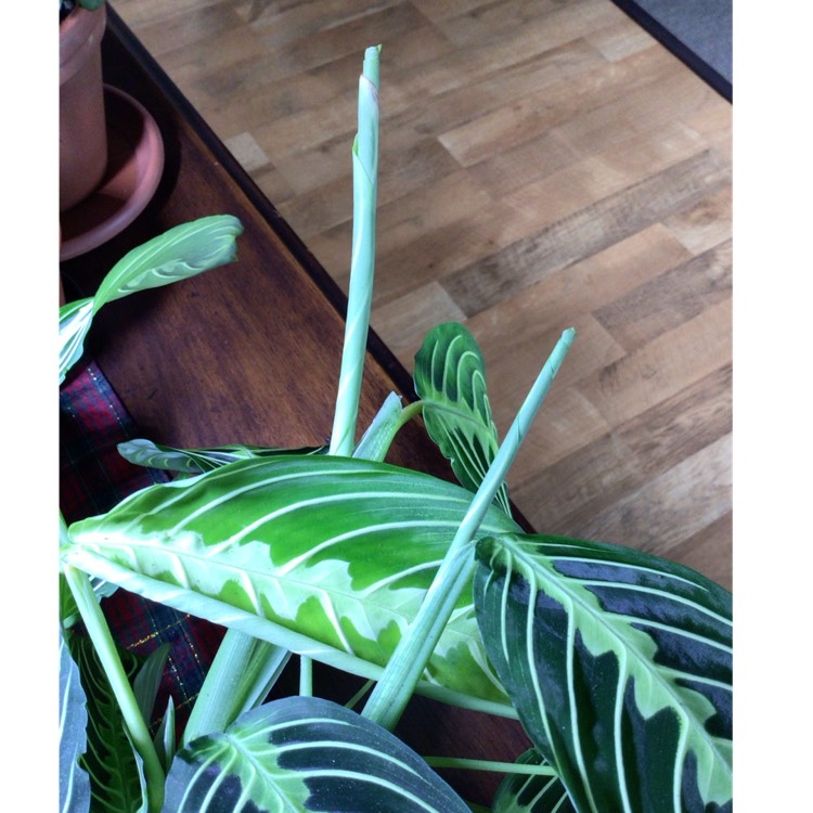 plant image 1685441 plant image 1685441