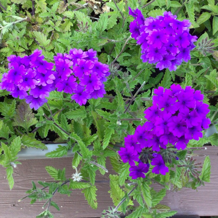plant image 1685592