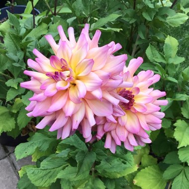Dahlia (Bedding Varieties)