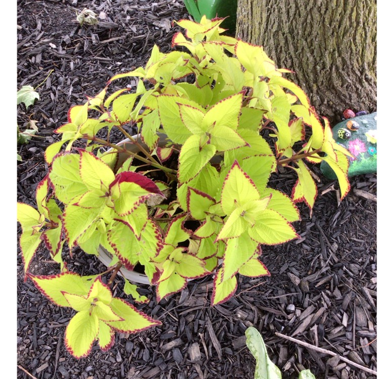 plant image 1686605 plant image 1686605