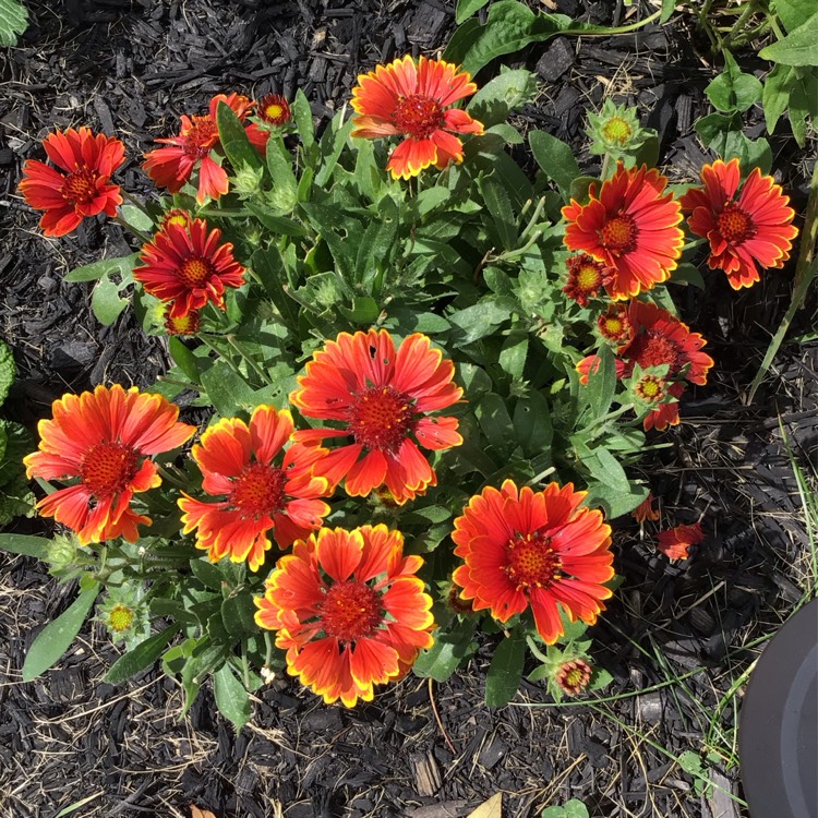 plant image 1687379 plant image 1687379