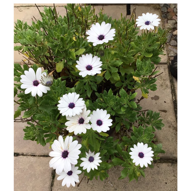 Plant image Osteospermum 'Marguerite White'