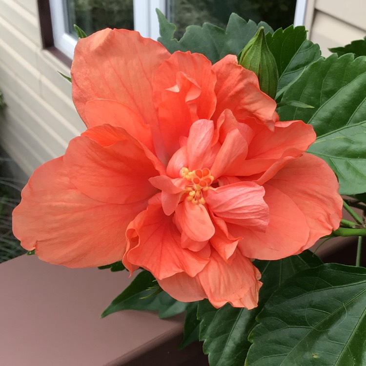 plant image 1687824 plant image 1687824