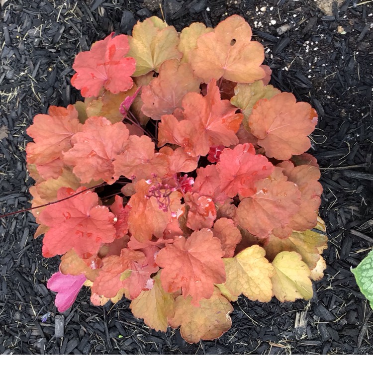 plant image 1687846 plant image 1687846