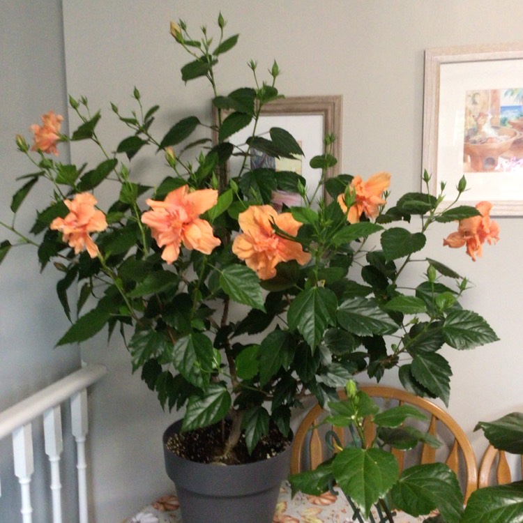 plant image 1688303 plant image 1688303