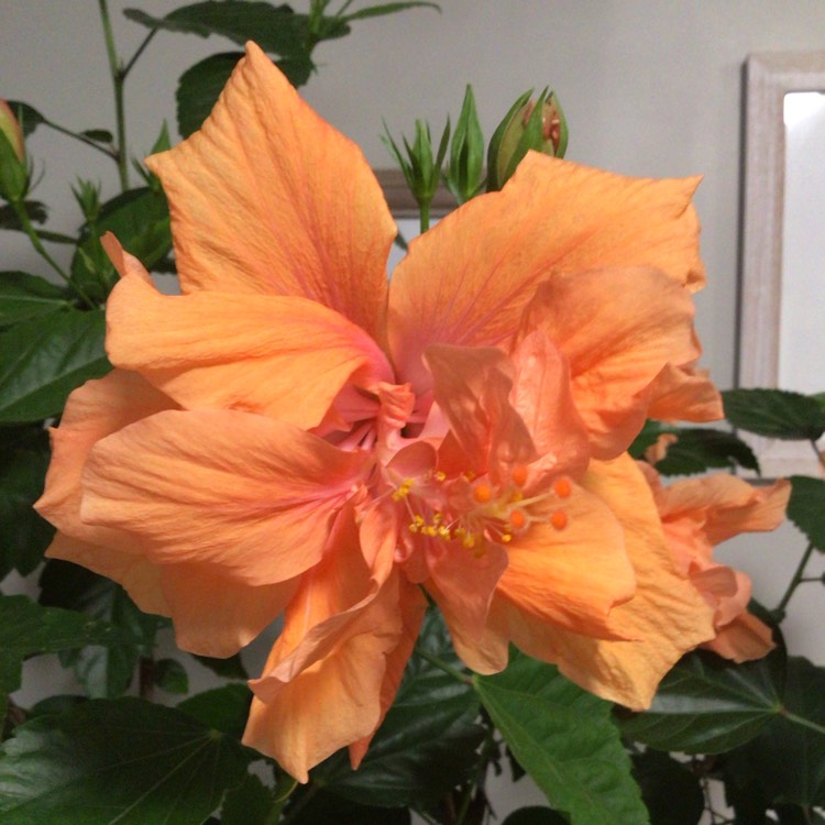 plant image 1688822 plant image 1688822