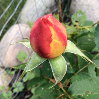 Rosa