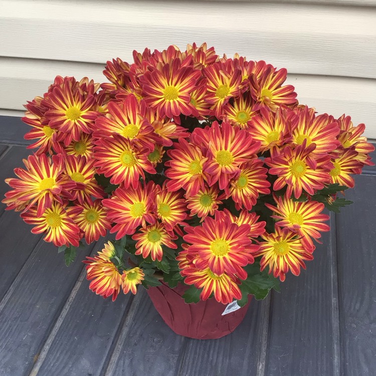 Plant image Chrysanthemum x grandiflora 'Point Pele'
