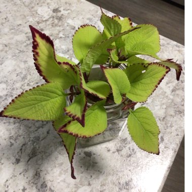 Coleus scutellarioides 'Stained Glassworks Velvet'