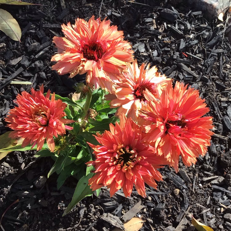 plant image 1691077