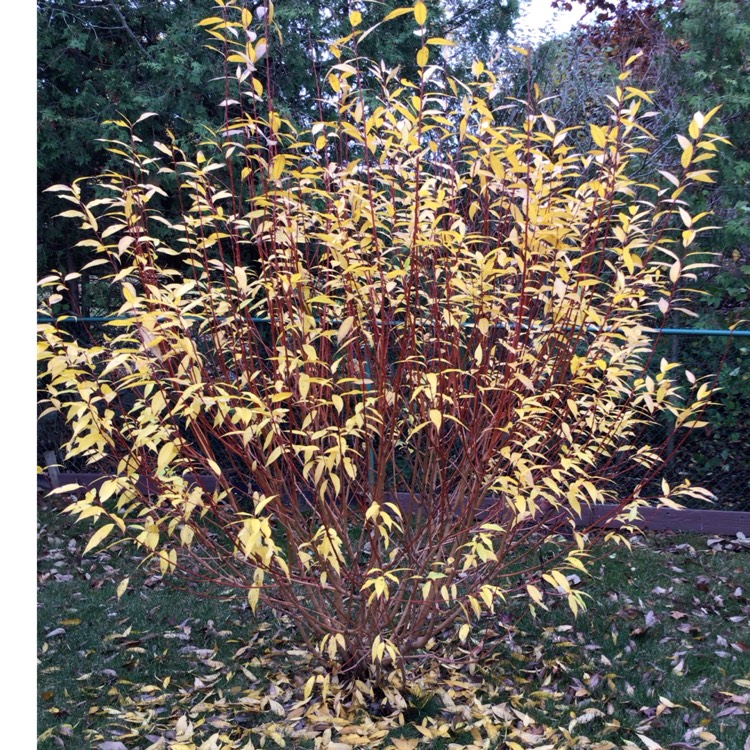 plant image 1692210 plant image 1692210