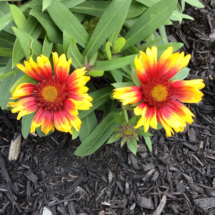 plant image 1692399 plant image 1692399