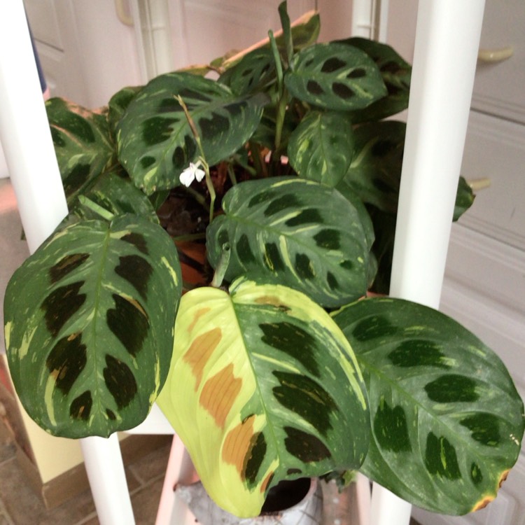 plant image 1692880 plant image 1692880