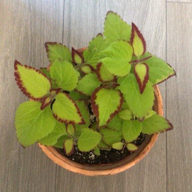 Coleus scutellarioides 'Stained Glassworks Velvet'