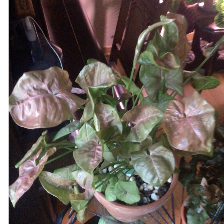 plant image 1693787 plant image 1693787