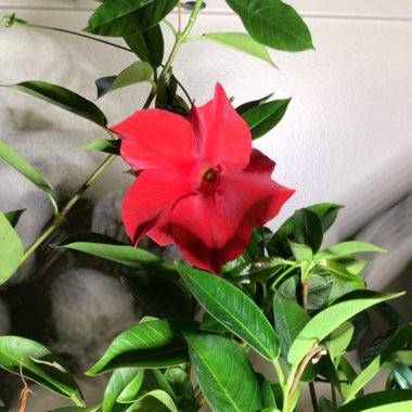 Mandevilla syn. Dipladenia