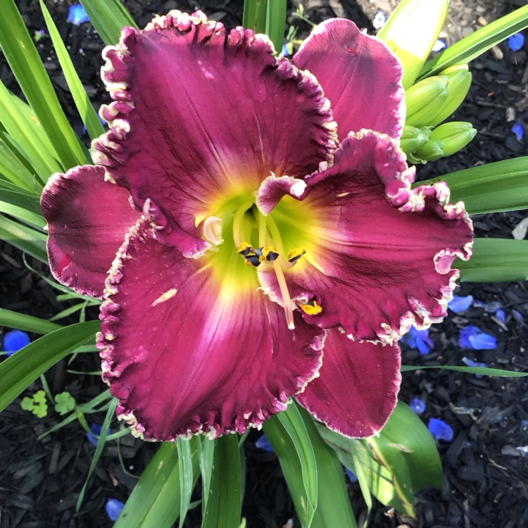 plant image 1696485 plant image 1696485