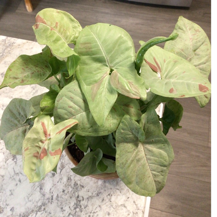 plant image 1697797